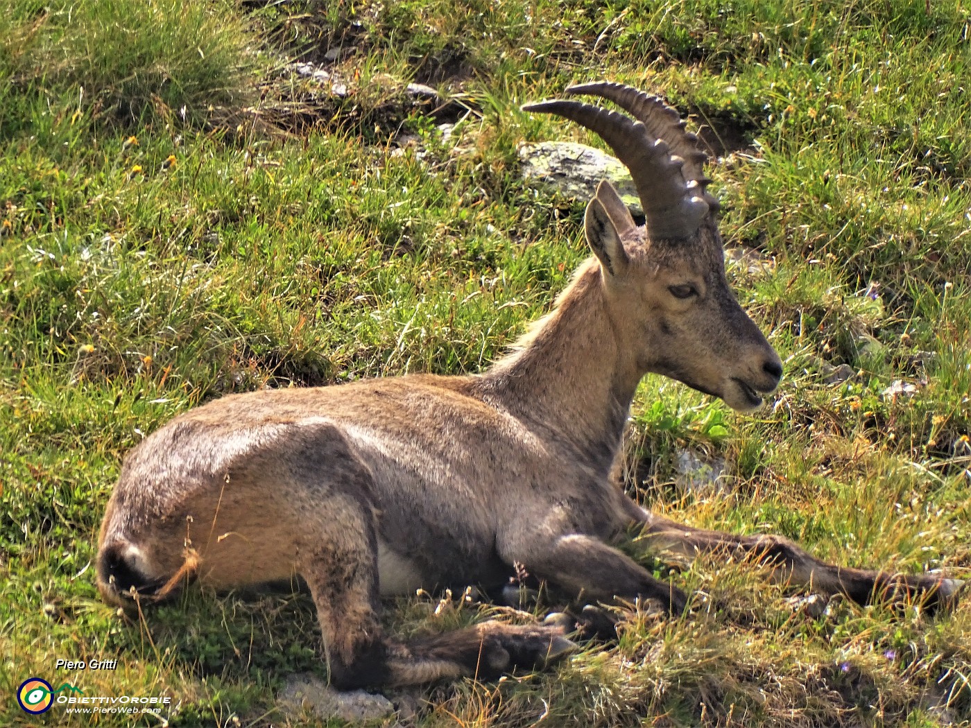 02 Stanbecco in riposo mattutino al Passo di Cigola.JPG
